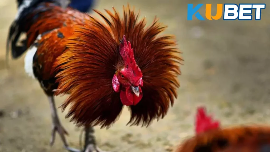 ขาย ไก่ชน