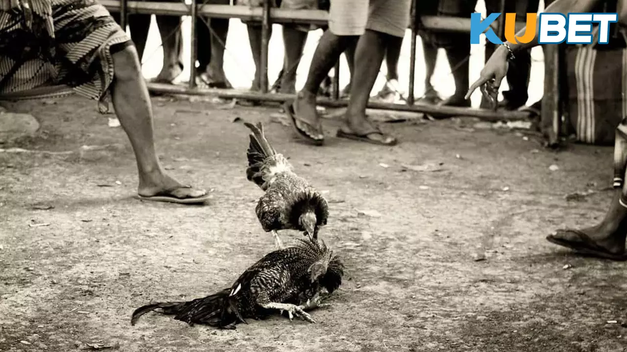 เดิมพัน ไก่ชน ออนไลน์