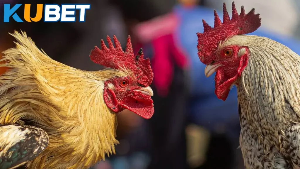 ไก่ชน พม่า ลีลา