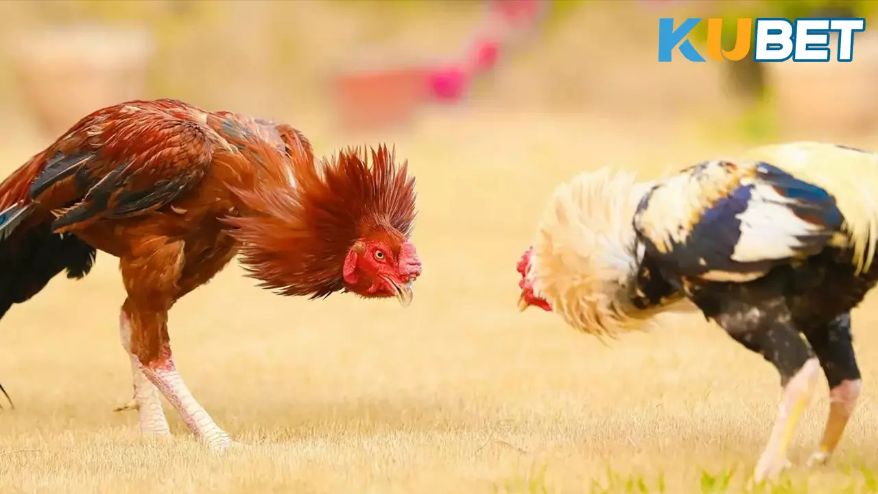 ไก่ชน