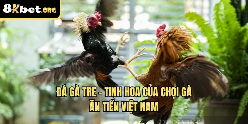 đá gà tre ku88